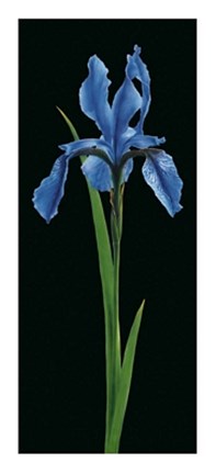 Framed Iris Print