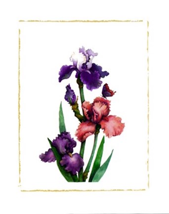 Framed Irises of Spring II Print