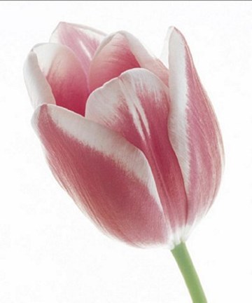 Framed Tulip in Bloom Print
