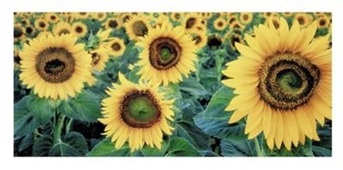 Framed Sunflowers Print