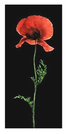 Framed Poppy Print