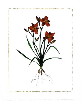 Framed Ruby Throat Daylily Print