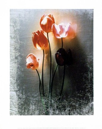 Framed Five Tulips Print