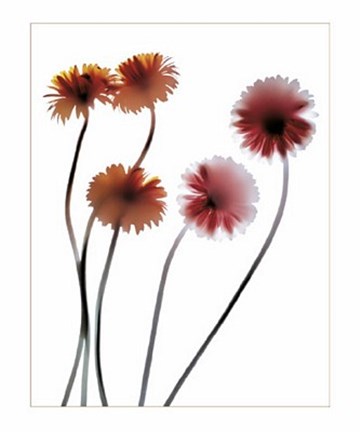Framed Gerbera Print