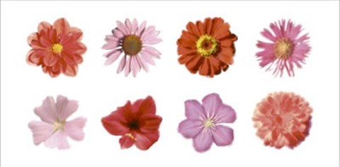 Framed Petales Rouges et Roses Print