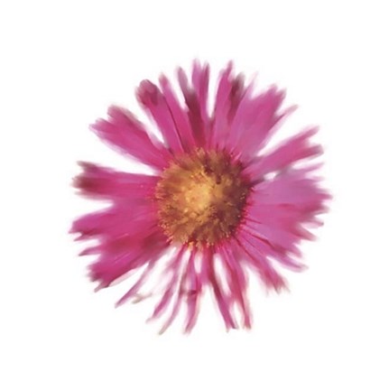 Framed Petales Roses III Print