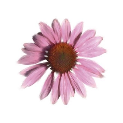 Framed Petales Roses IV Print