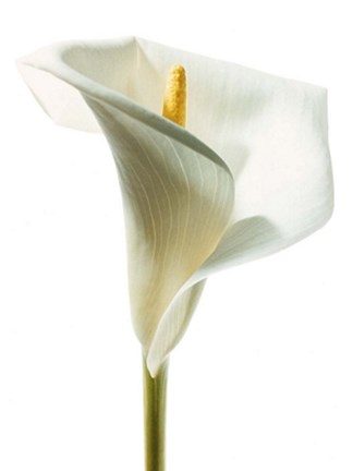 Framed Lily in Bloom I Print