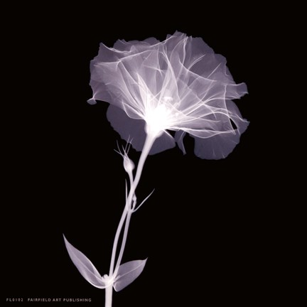 Framed Bud in Bloom Print