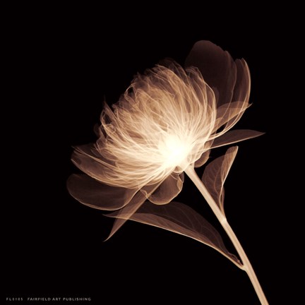 Framed Full Bloom (Sepia) Print