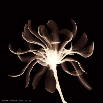 Framed Cinnamon Ribbon (Sepia) Print