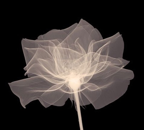 Framed Layered Veil (Sepia) Print