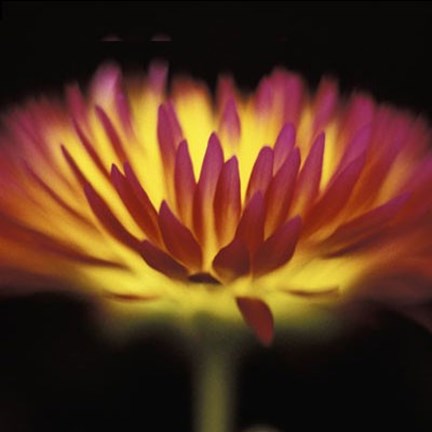 Framed Sunshine Print