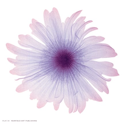 Framed Iced Bloom Print