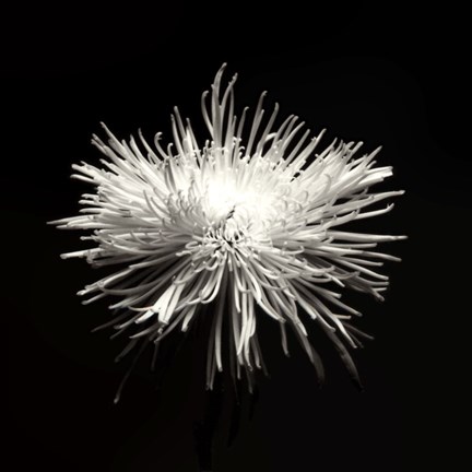 Framed Spider Mum, Flower Series I Print