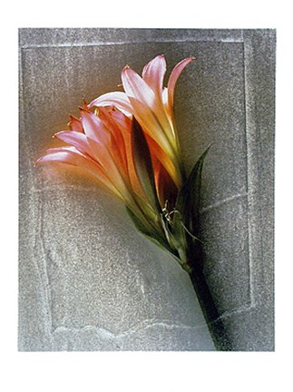 Framed Amarylis Print