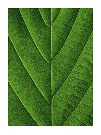Framed Verdant Form I Print