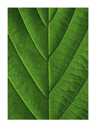 Framed Verdant Form I Print