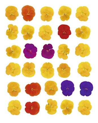 Framed Floral Celebration Print