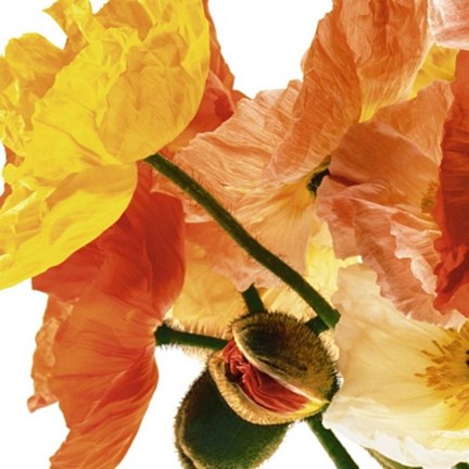 Framed Poppies I Print