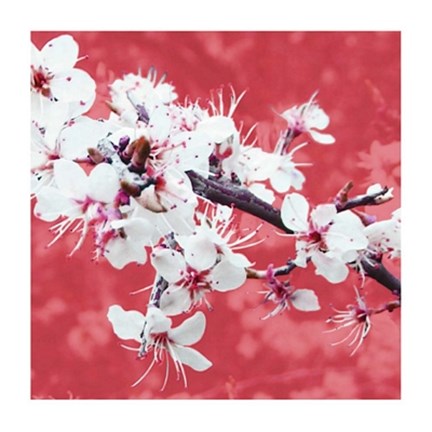 Framed Blossom in Pink Print