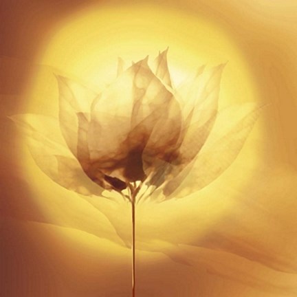 Framed Transparence VI Print