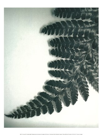 Framed Fern Leaf II Print
