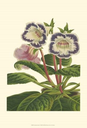 Framed Gloxinia Garden I Print