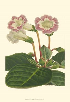 Framed Gloxinia Garden II Print