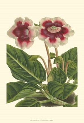 Framed Gloxinia Garden III Print