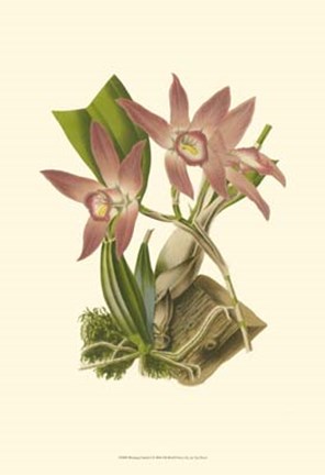 Framed Blushing Orchids I Print