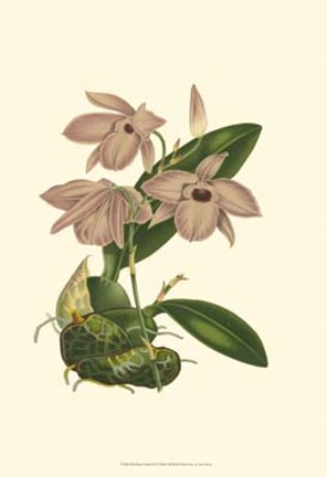 Framed Blushing Orchids III Print