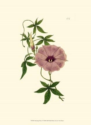 Framed Morning Glory I Print