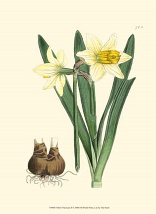 Framed Yellow Narcissus II Print