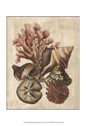 Framed Crackled Shell and Coral Collection on Cream I Print