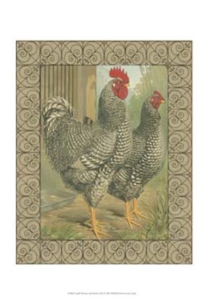 Framed Cassell&#39;s Roosters with Border II Print