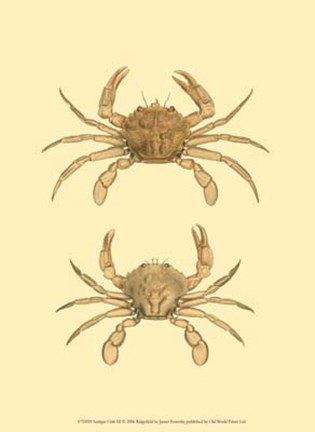 Framed Antique Crab III Print