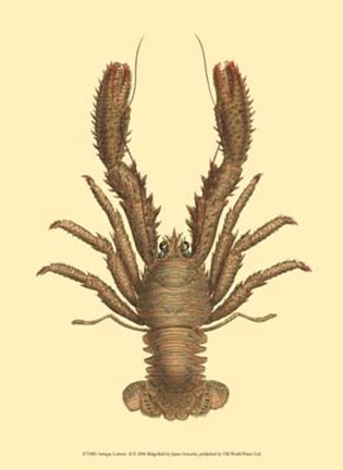 Framed Antique Lobster II Print