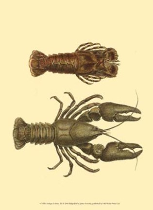 Framed Antique Lobster III Print