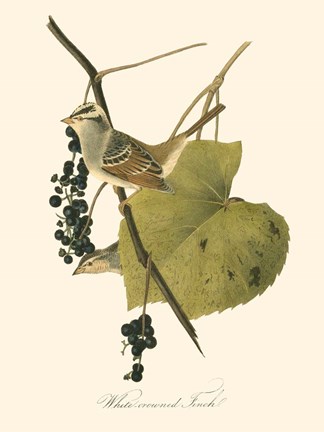Framed Audubon's Finch Print