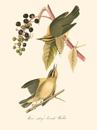 Framed Audubon&#39;s Warbler Print