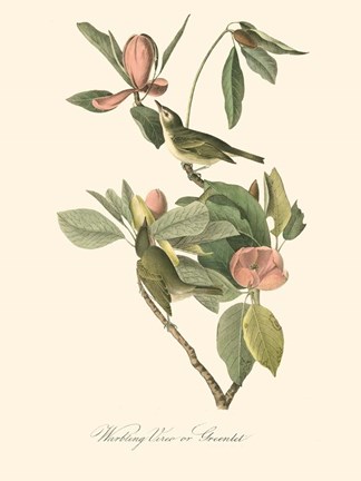 Framed Audubon's Vireo Print