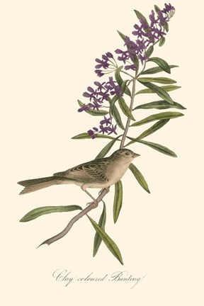 Framed Audubon's Bunting Print