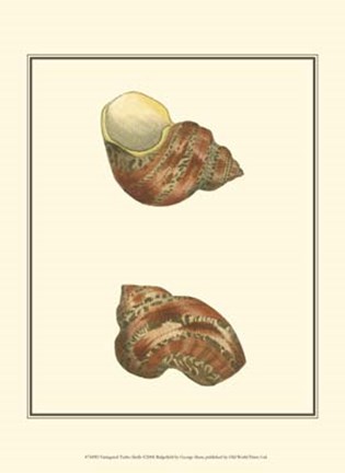 Framed Variegated Turbo Shells Print