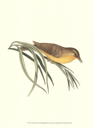 Framed Yellow Wren Print