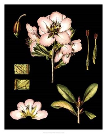 Framed Black Background Floral Studies II Print