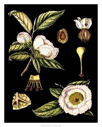 Framed Black Background Floral Studies III Print