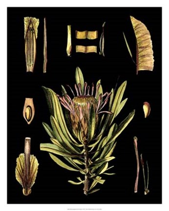 Framed Black Background Floral Studies IV Print