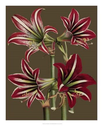 Framed Lush Amaryllis I Print