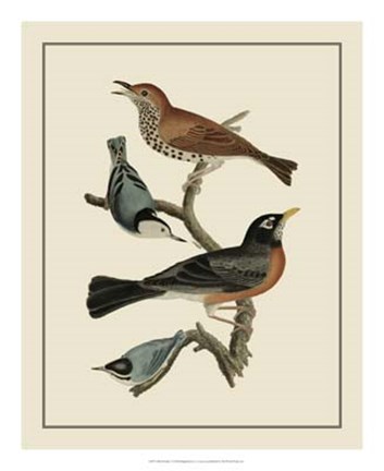 Framed Bird Family I Print